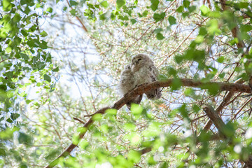 Two fluffy cute owlets of the Ural Owlets are sitting in the branches of a tree. tawny owl. Owl chicken in a tree. Cute wildlife baby birds. Strix uralensis. Copy space