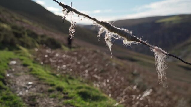 Shallow focus shot of a hiker walking through the Welsh countryside behind sheep's wool on wire fence