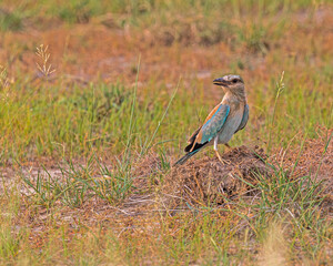 Obraz na płótnie Canvas A Eurasian Roller resting