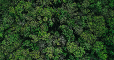 Forest crowns background. Woods conservation. Drone view. Nature protection. Green summer dense...