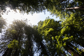 Green grove of giant redwood trees in the forest at Muir Woods in California