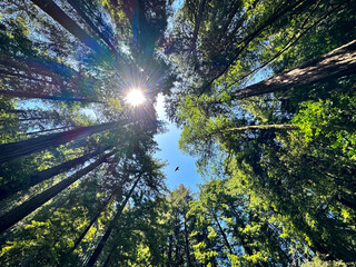 Bird soaring over a grove of Redwood Trees in the forest at Muir Woods in California