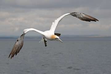 Northern Gannet (Morus bassanus) diving for fish - 619195000