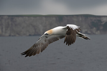 Northern Gannet (Morus bassanus) flying over the North Sea in front of Bempton Cliffs - 619195034