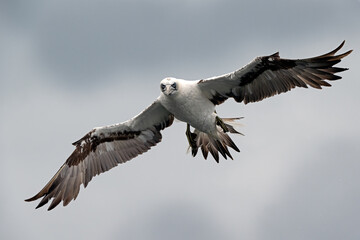 Juvenile Northern Gannet (Morus bassanus) flying over the North Sea - 619195045