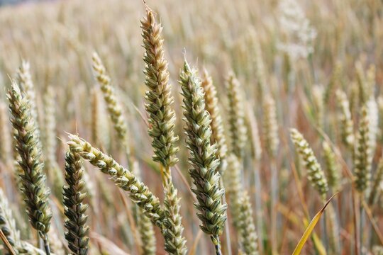 Agricultural crop and wheat field on a sunny day. The cereal is still green and not dry to be collected. Beautiful texture or background image. Yellow, orange and brown tones. Extreme closeup