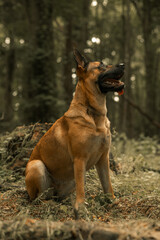 Dog panting, German Shepherd Belgian Malinois, mongrel mutt puppy in a woodland