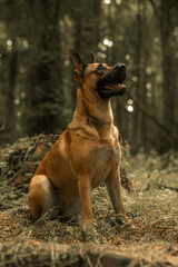 Dog panting, German Shepherd Belgian Malinois, mongrel mutt puppy in a woodland