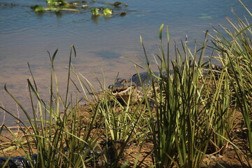 Jacarés na transpantaneira, em poconé, mato Grosso