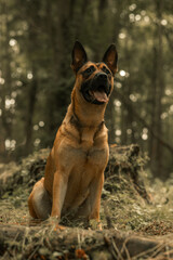 Dog panting, German Shepherd Belgian Malinois, mongrel mutt puppy in a woodland