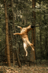 Light brown dog jumping in the air