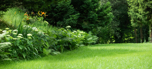piękny naturalny ogród z trawnikiem, paprociami i hortensjami, leśny ogród - 619196244