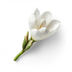 Alluring elegant single freesia flower on a plain white background mock-up