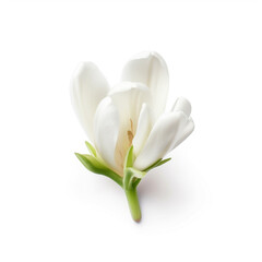Elegant single freesia flower on a white background