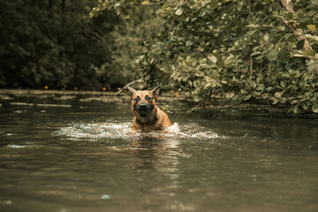 Cute brown dog swimming in a river, wading through water, splashing and running - obrazy, fototapety, plakaty