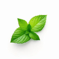 Fresh sprig of mint leaves on a plain white background 