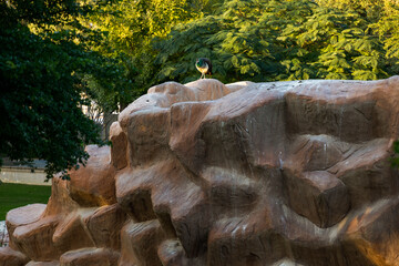 Peacock with green grass background