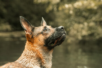 Cute brown dog swimming in a river, wading through water, splashing and running