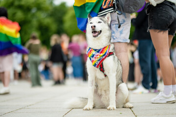 Beautiful dog with rainbow scarf participating in Vilnius Pride 2023 parade, that took place in...