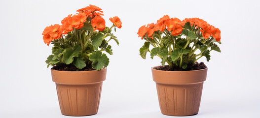 Colourful flower pots on a white background