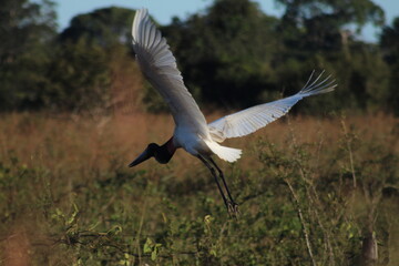 Tuiuiú voando em poconé, mato grosso