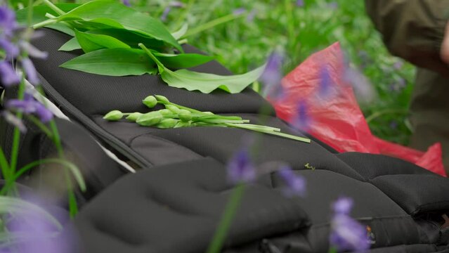 The hands of a person preparing something beside wild garlic in the woods