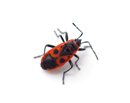 Red bug beetle.
