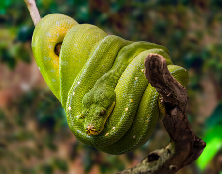 Green tree python hanging on a branch, against a dark background.