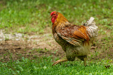 Red Laced Wyandotte Rooster