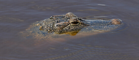 American Alligator at San Bernard National Wildlife Refuge, Texas
