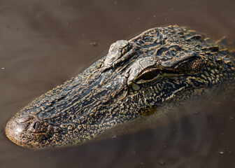American Alligator at San Bernard National Wildlife Refuge, Texas