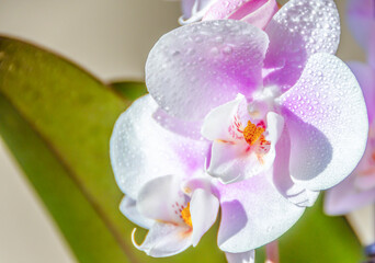 Orchids with water drops close up on a beige background