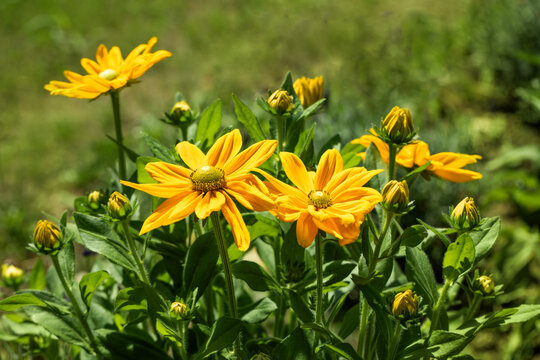 żółta rudbekia jesienią w ogrodzie, flower meadow	