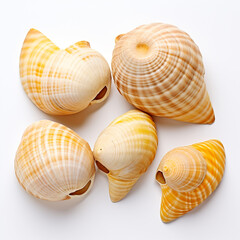 Obraz premium Big beautiful seashells on a white background, top view.