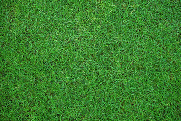 top view of green grass texture background for football field golf or garden decoration. close up...