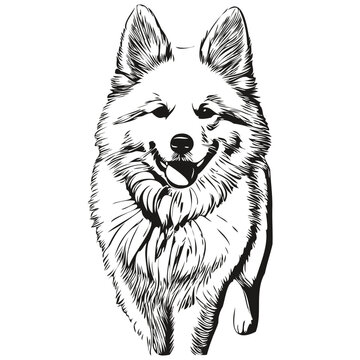 American Eskimo dog head line drawing vector,hand drawn illustration with transparent background