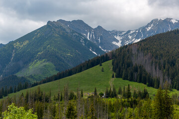 Tatry mountains in summer. View of the mountains covered with forests. Meadow in the mountains.