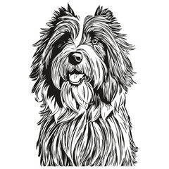 Bearded Collie dog engraved vector portrait, face cartoon vintage drawing in black and white realistic pet silhouette