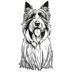 Bearded Collie dog outline pencil drawing artwork, black character on white background character dog illustration