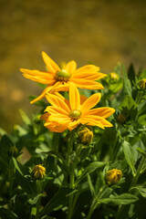 żółta rudbekia jesienią w ogrodzie, flower meadow	