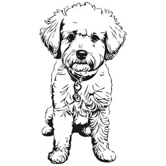 Bichons Frise dog breed line drawing, clip art animal hand drawing vector black and white