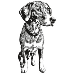 Bluetick Coonhound dog logo vector black and white, vintage cute dog head engraved realistic breed pet