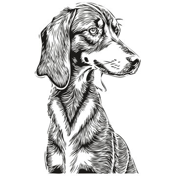 Black and Tan Coonhound dog breed line drawing, clip art animal hand drawing vector black and white realistic pet silhouette