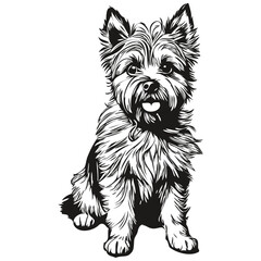 Cairn Terrier dog black drawing vector, isolated face painting sketch line illustration realistic breed pet