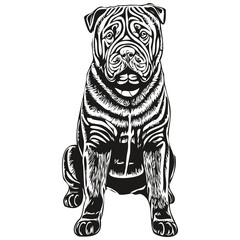 Chinese Shar Pei dog face vector portrait, funny outline pet illustration white background realistic breed pet