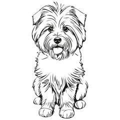 Coton de Tulear dog hand drawn logo drawing black and white line art pets illustration character dog illustration