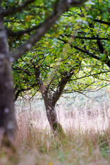 Obraz premium Apple Trees