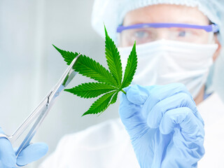 Cannabis leaf in the hands of a scientist in the laboratory. Medical marijuana concept.