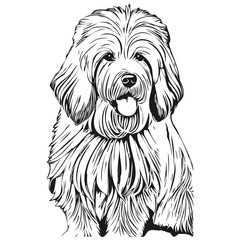 Old English Sheepdog dog vector graphics, hand drawn pencil animal line illustration realistic breed pet