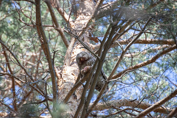 Ural owl. bird of prey eating. A bird of prey in a tree holds its prey in its claws. predatory bird. Bird watching. A big owl with eats its prey. strix uralensis